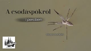 Csodáspók – fajismertető videó