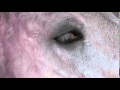 Horse With Tetanus