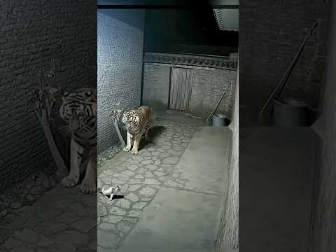 #funny #animals #cat #cute #funnyanimals very funny moments 🙋‍♀️💯🙅‍♂️