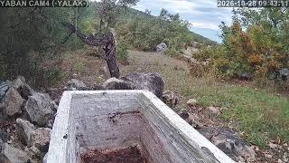 YALAK 4️⃣ 🔴7/24 Kesintisiz Yaban Hayatından Canlı Yayın 🐾 (Türkiye'de ilk ve tek) live webcam