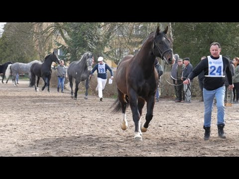 VIII Pokaz Ogierów Hodowlanych, 29.02.2020 Klikowa