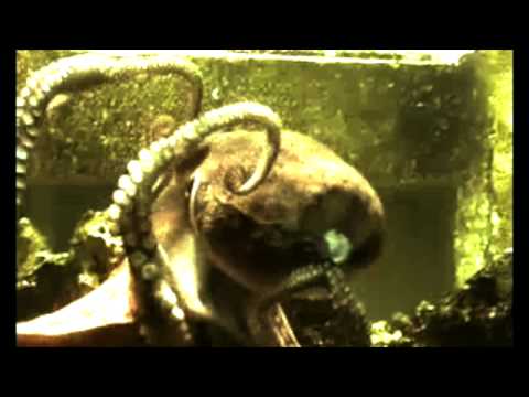 Will Simmons & The Upholsterers: "Octopus Woman Please Let Me Go"