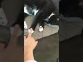 Was A Stray Tuxedo And Neighbors Cat Gray Tabby
