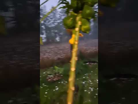 Large-sized hail hit the city of Pitangueiras, Paraná, Brazil 🇧🇷 (01.11.2025)