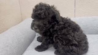 トイプードルの動画01
