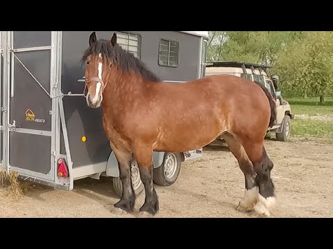 Caii lui Gigi Chiforec de la Moldovița-Bucovina 2022 NOU!!!