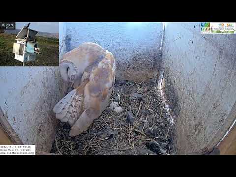 Barn owl preens his feathers while the pigeons look on.