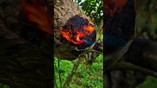 Flamethrower to burn hornet nest #shorts #hornet