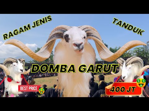AJOJING ALA ALA AJOJING😍 DOMBA GARUT TANDUK MEWAH‼️