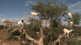 Tree-climbing goats in Morocco&#39;s argan forest