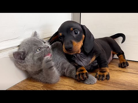 YouTube 썸네일