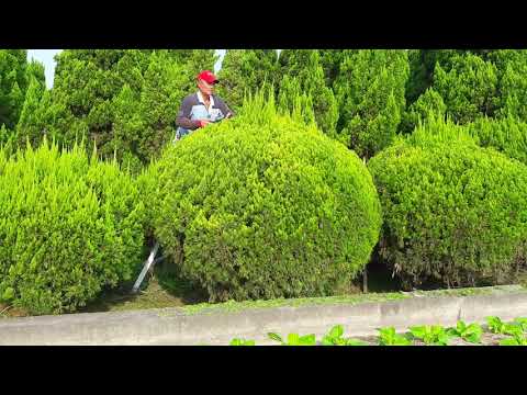 龍柏擋煞