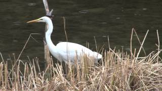 preview picture of video 'Grande aigrette'