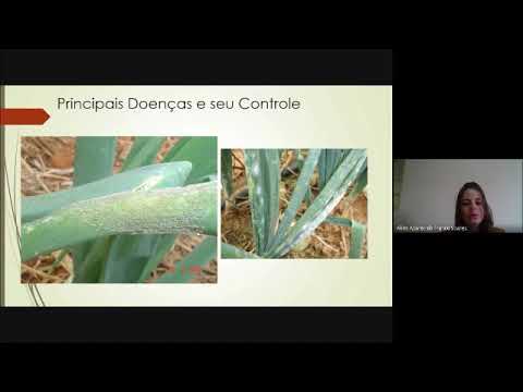 , title : 'Cebola: doenças, colheita e beneficiamento (IFTM, Campus Ituiutaba, Curso Técnico em Agricultura).'