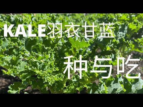 , title : '【种菜】最该种在菜园里的超级食物 - 羽衣甘蓝Kale | 简单美味吃法与禁忌 | Kale病虫害防治 | #StayHome Growing Superfood - Kale #WithMe'