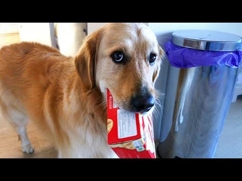 What people think having a dog is like 🤣 Funny Dog Video