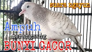 Download lagu Perkutut silver gacor suara besar ngayun cocok buat pancingan mp3 Download lagu Perkutut silver gacor suara besar ngayun cocok buat pancingan mp3