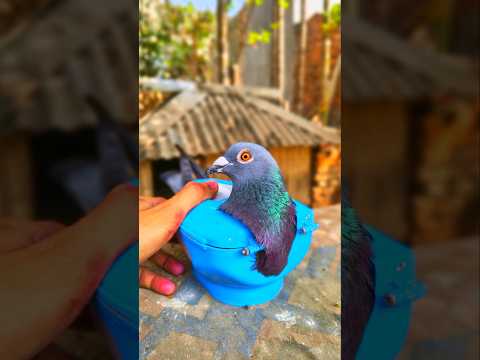 Best Vitamin Support for Pigeons? Supravit-G Review 🐦✨