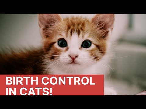 Birth control in cats