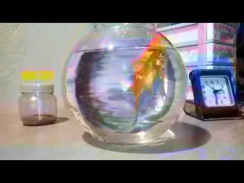 Parbo na ami cartay tuk