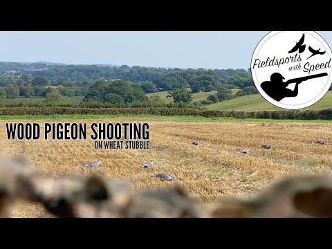 Pigeon Shooting over Wheat Stubble | Brain Chokes hit them HARD!! | Decoying Wood Pigeons