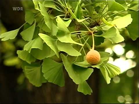 Ginkgo: Nüsse vom Tempelbaum