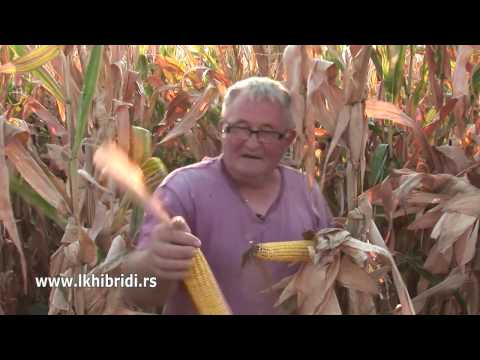 LK HIBRIDI: Šumadinac, Delija, Bećar i Stevan Nikšić