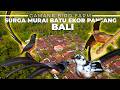 TERNYATA DI BALI ADA PETERNAK MURAI BATU EKOR PANJANG YANG SUKSES BESAR