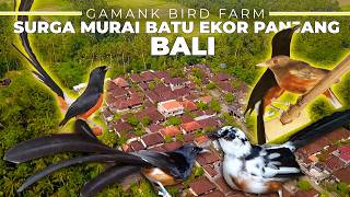 Download lagu TERNYATA DI BALI ADA PETERNAK MURAI BATU EKOR PANJANG YANG SUKSES BESAR ! mp3 Download lagu TERNYATA DI BALI ADA PETERNAK MURAI BATU EKOR PANJANG YANG SUKSES BESAR ! mp3