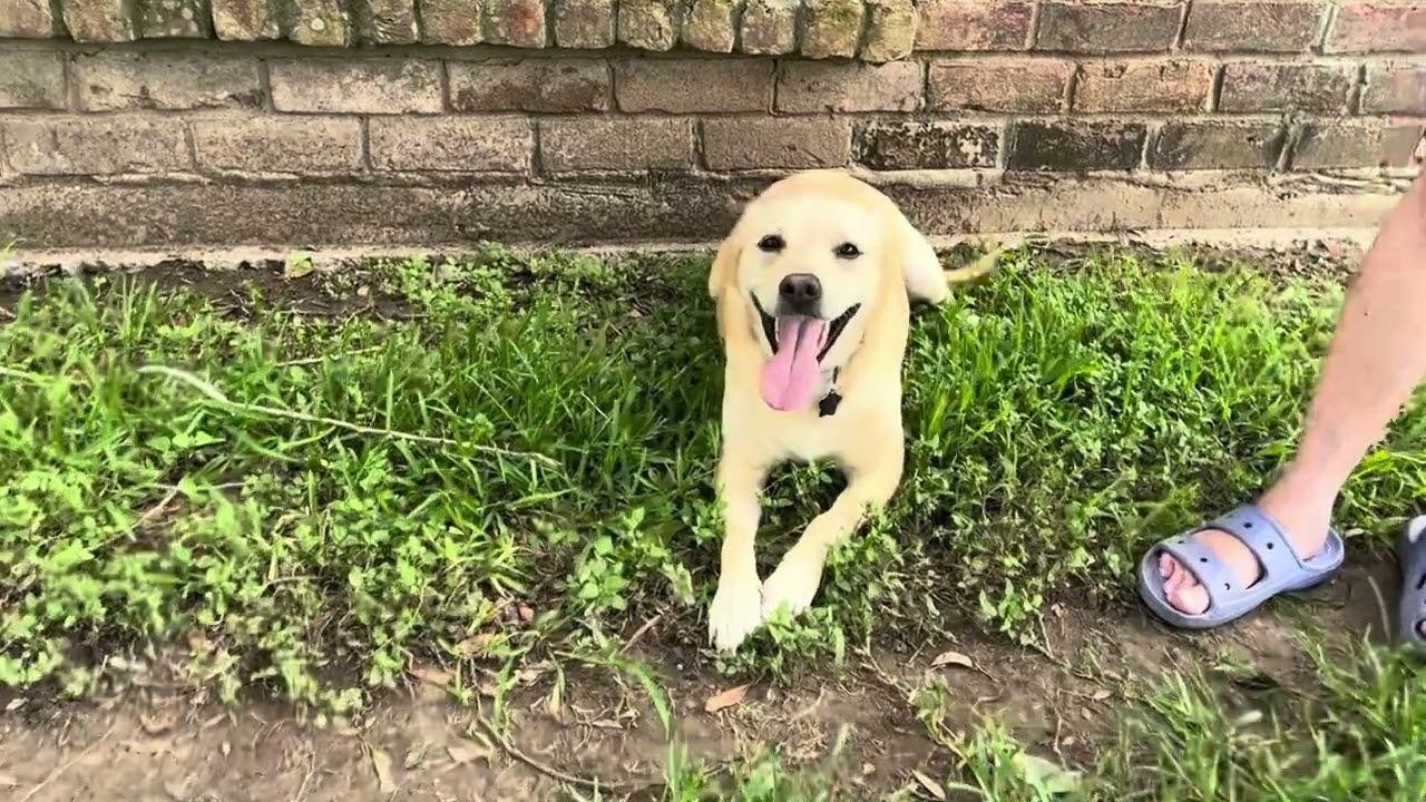 Blondie, a ADOPTABLE mixed breed in Angleton, TX video 2/6