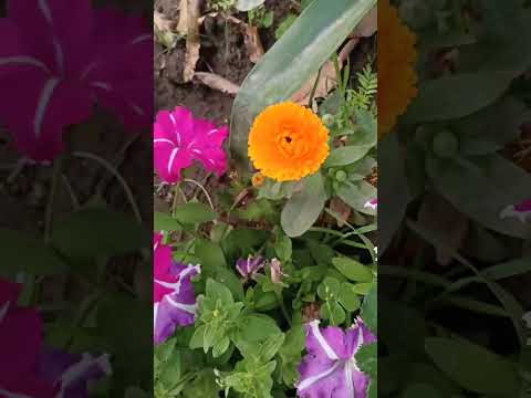 Nature is unmatched 2.  #mother nature #flowers