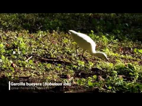 Vídeo de Bubulcus ibis. <em>© César Fernández González