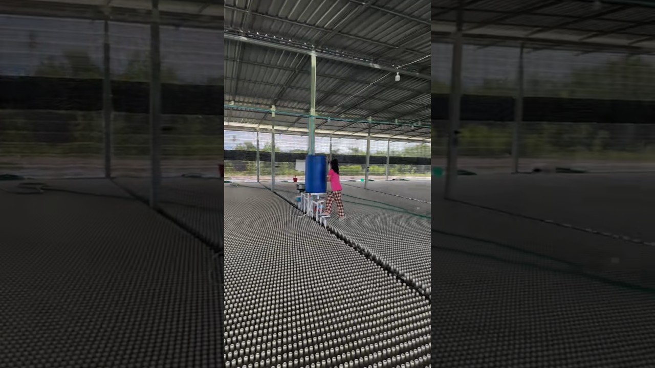 Inside a Thai Betta Fish Farm: Thousands in Bottles!  👀