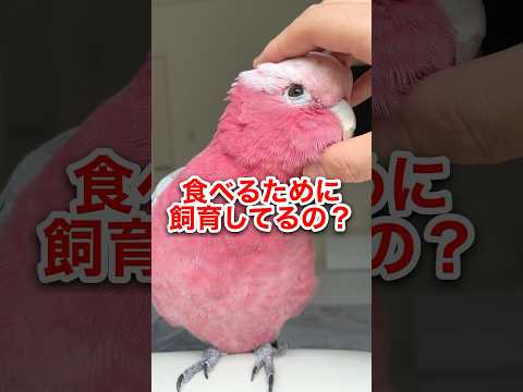インコを飼いならす方法は？信頼を得る 4 つのヒントとコツ  庭園