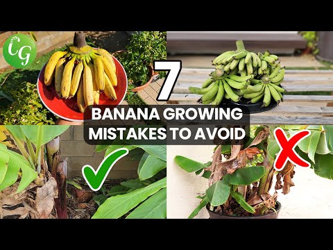 How to Grow a Banana Plant: Tips, Mistakes, and Advice for Gardening