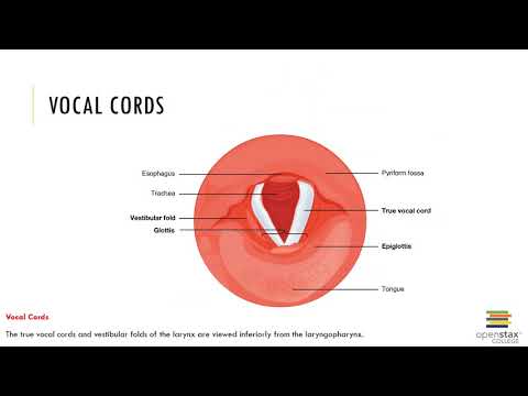 Chapter 22 Recorded Lecture
