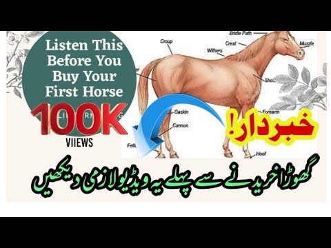 Horse Health Tips