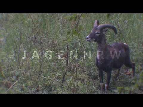 Das erste Mal auf Jagd - Bockjagd - Sophie Award 2019 - jagenNRW story #12