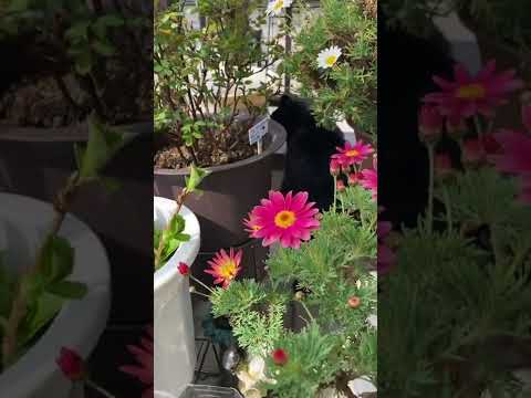 春に鳥を助けるにはどうすればよいですか？私たちの有益なアドバイス!  庭園