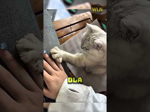 Koty próbują cię tego nauczyć! 🐈💅