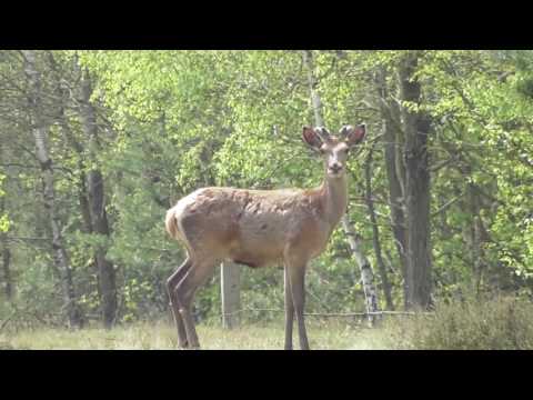 kapitaler Hirsch und sein neugieriger Bruder