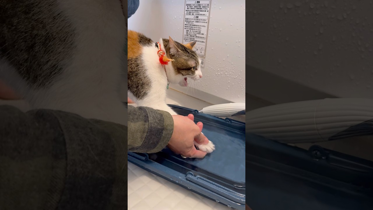 はい、頑張って。#愛猫との暮らし #愛猫 #おニャンぽ #お散歩 #元保護猫