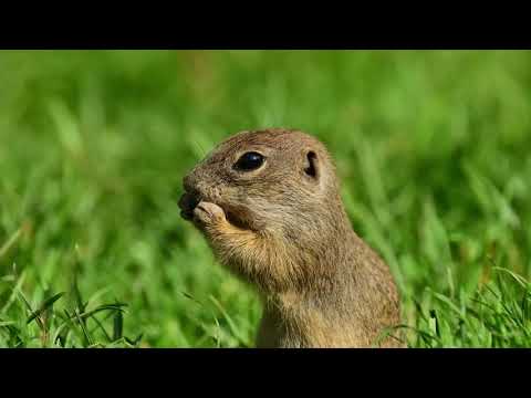 Sysel obecný (Spermophilus citellus), preparáty ze sbírek OMGM