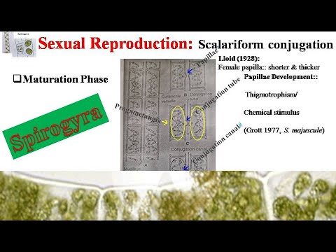 Spirogyra Sexual Reproduction Scalariform conjugation
