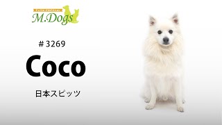 ペットモデル Coco