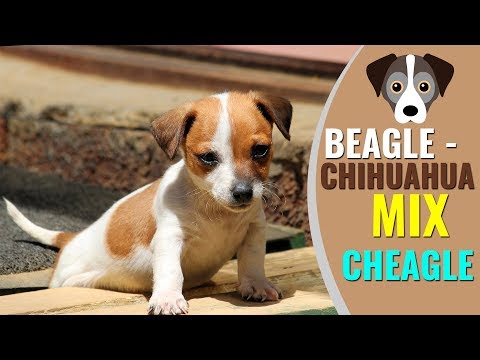 download lagu mp3 mp4 Beagle Chihuahua, download mp3 Beagle Chihuahua free downloadn, video klip Beagle Chihuahua