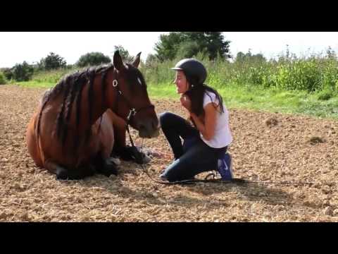 ⚡Dieses Pferd ist gefährlich⚡❤