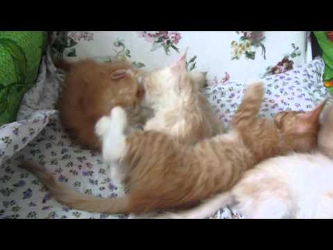 Kittens bite each other.Котята кусают друг друга.