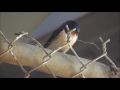 Hirondelles Rustiques/ Barn Swallow Pont Larocque Bridge 20/05/2017
