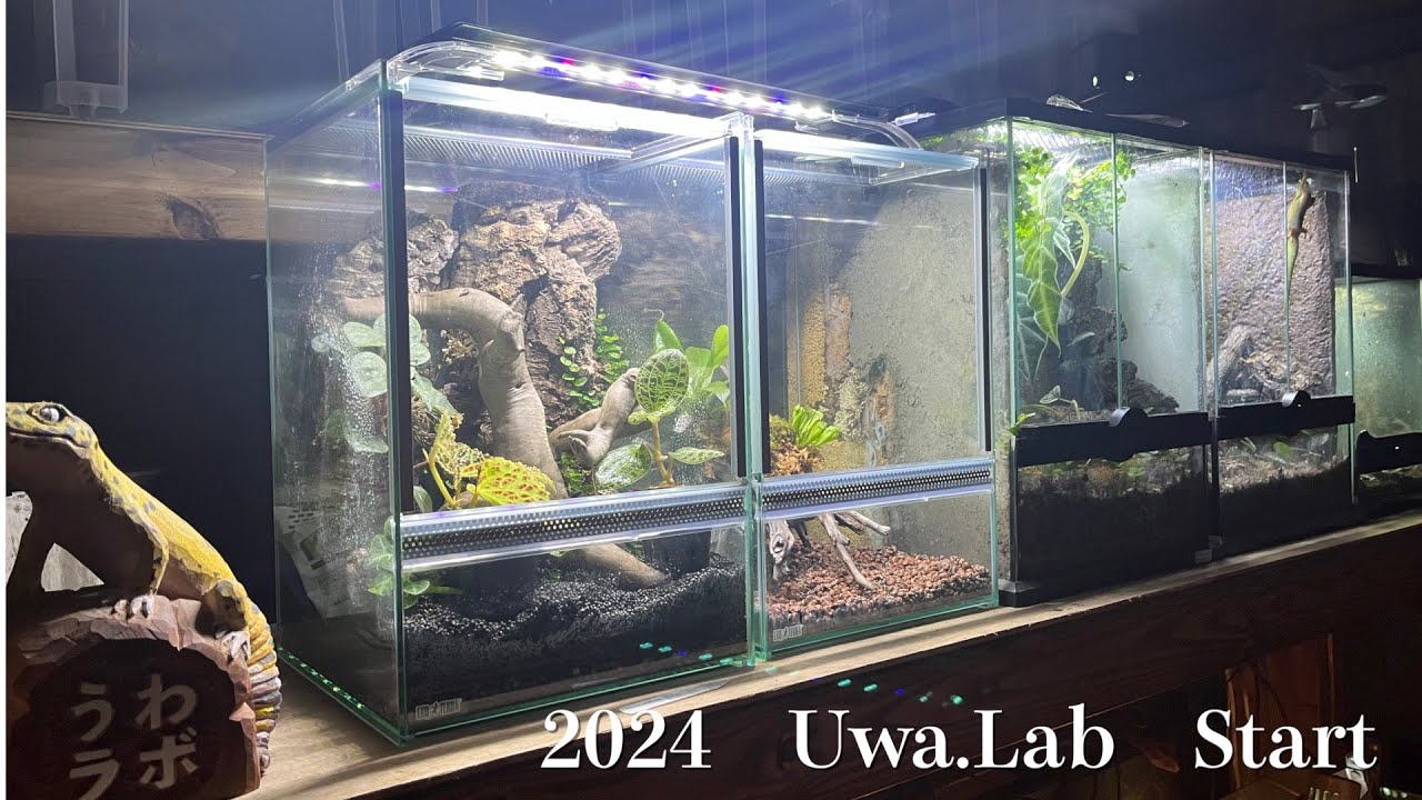 パルダリウムに挑戦してみる。